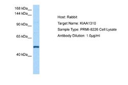 KAT8 regulatory NSL3 Antibody, Novus Biologicals 100 &mu;L; Unconjugated:Antibodies,